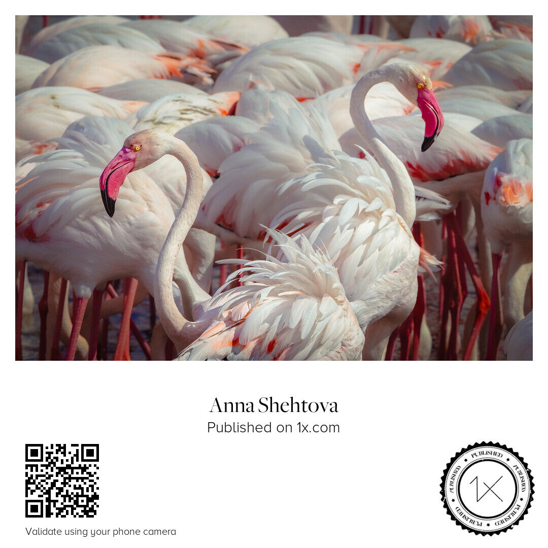 1X — photography by Anna Shehtova (3/21)
