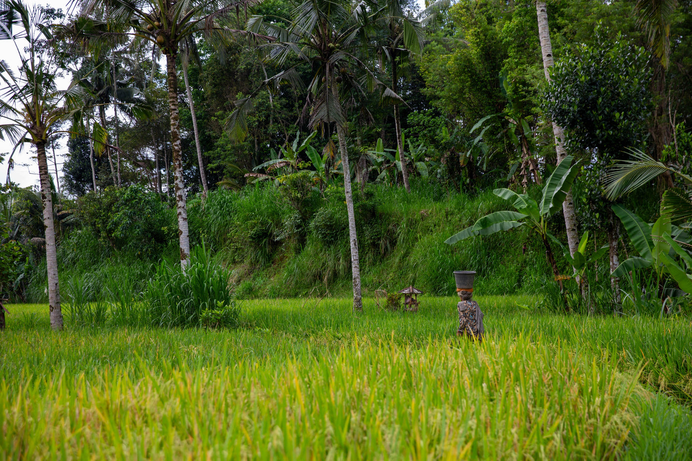 Bali people — photography by Anna Shehtova (26/28)