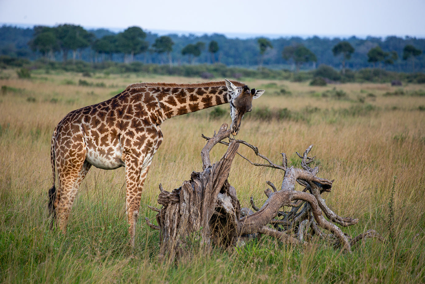 Kenya — photography by Anna Shehtova (5/7)