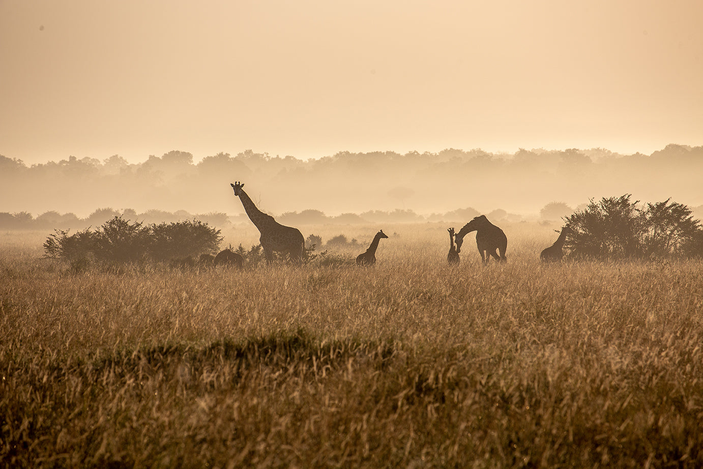 Kenya — photography by Anna Shehtova (6/7)