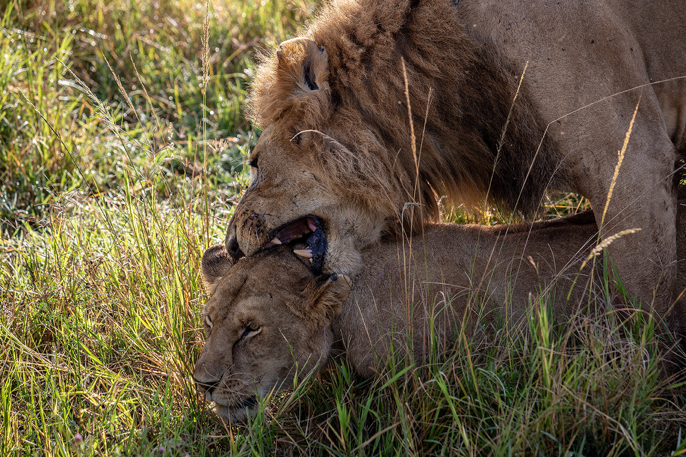 Kenya — photography by Anna Shehtova (7/7)
